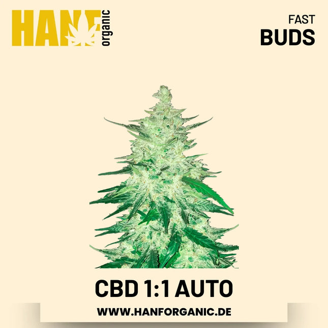 CBD 1:1 CBD-Sorte Hanfsamen von Fast Buds – 5 Samen