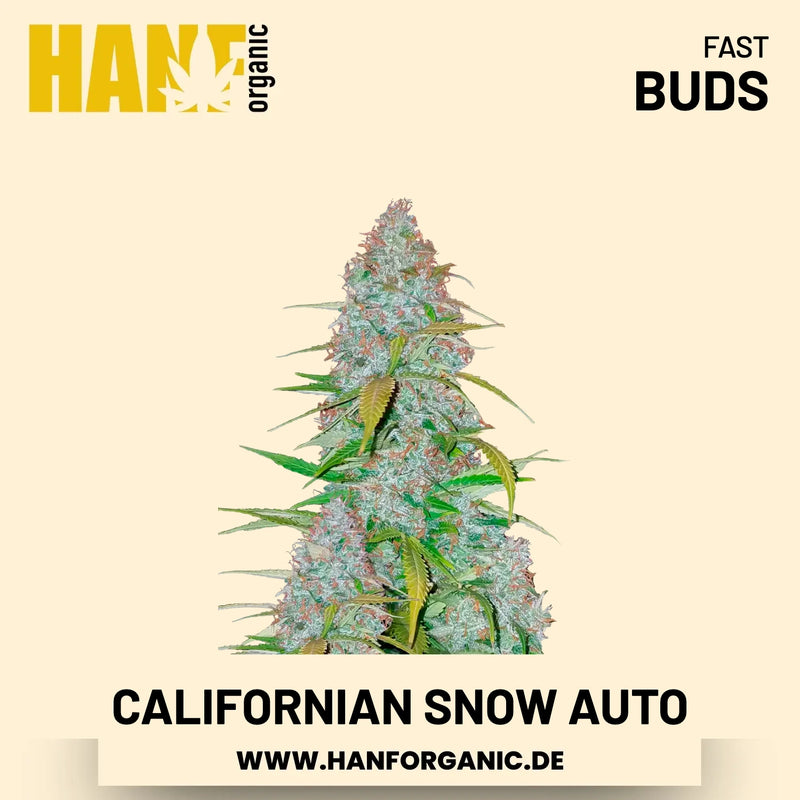 Californian Snow Autoflower Hanfsamen von Fast Buds – 2 Samen