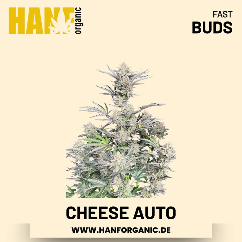 Cheese Autoflower Hanfsamen von Fast Buds – 3 Samen
