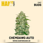 Chemdawg Autoflower Hanfsamen von Fast Buds – 3 Samen
