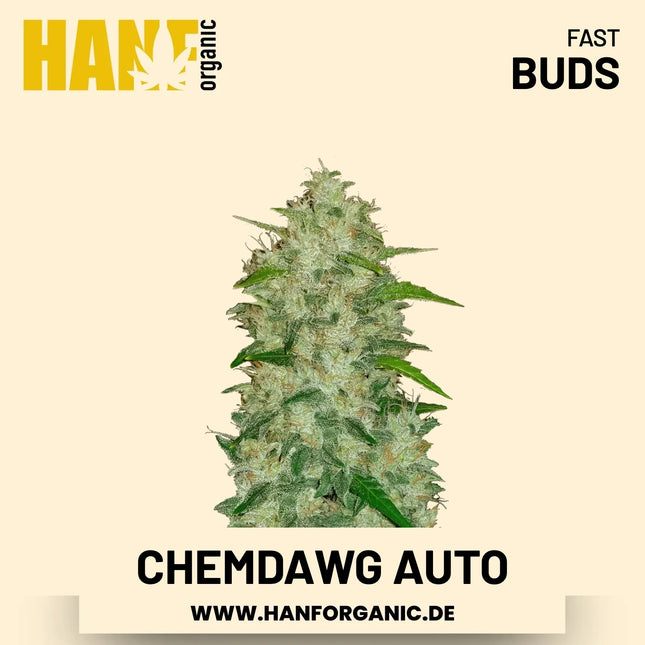 Chemdawg Autoflower Hanfsamen von Fast Buds – 3 Samen