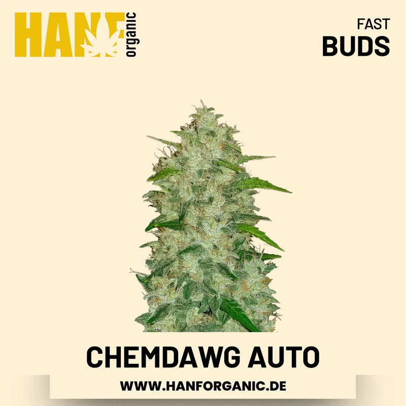 Chemdawg Autoflower Hanfsamen von Fast Buds – 3 Samen