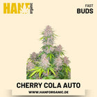 Cherry Cola Autoflower Hanfsamen von Fast Buds – 3 Samen
