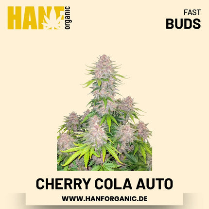 Cherry Cola Autoflower Hanfsamen von Fast Buds – 3 Samen