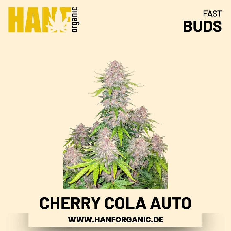 Cherry Cola Autoflower Hanfsamen von Fast Buds – 3 Samen