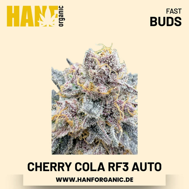 Cherry Cola RF3 Autoflower Hanfsamen von Fast Buds – 3 Samen