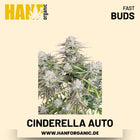 Cinderella Autoflower Hanfsamen von Fast Buds – 5 Samen