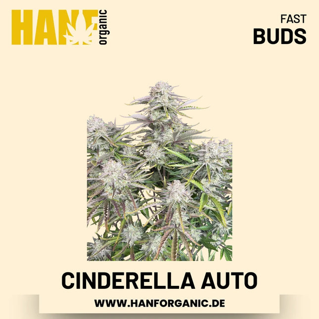 Cinderella Autoflower Hanfsamen von Fast Buds – 5 Samen