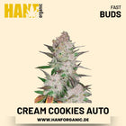 Cream Cookies Autoflower Hanfsamen von Fast Buds – 5 Samen