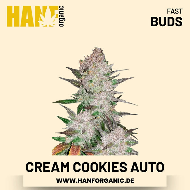 Cream Cookies Autoflower Hanfsamen von Fast Buds – 5 Samen