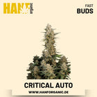 Critical Autoflower Hanfsamen von Fast Buds – 3 Samen