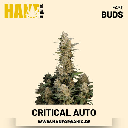 Critical Autoflower Hanfsamen von Fast Buds – 3 Samen