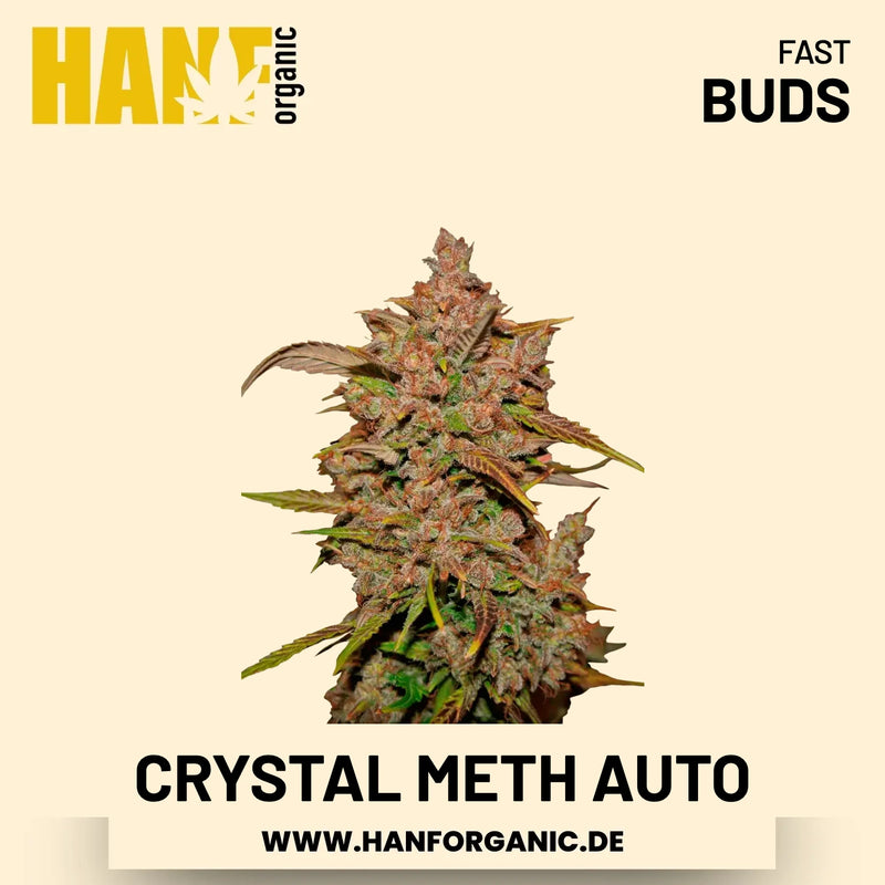 Crystal Meth Autoflower Hanfsamen von Fast Buds – 3 Samen