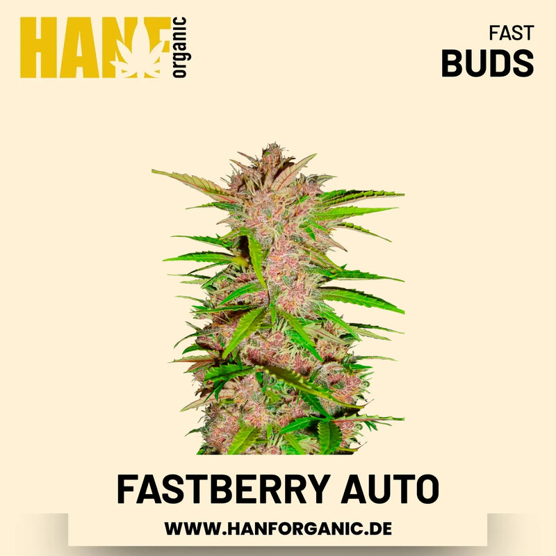 Fastberry Autoflower Hanfsamen von Fast Buds – 3 Samen