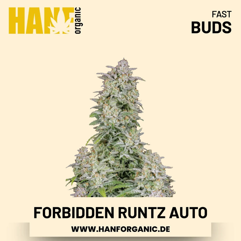 Forbidden Runtz Autoflower Hanfsamen von Fast Buds – 3 Samen