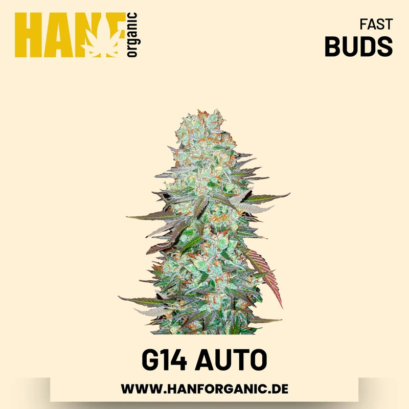 G14 Autoflower Hanfsamen von Fast Buds – 3 Samen