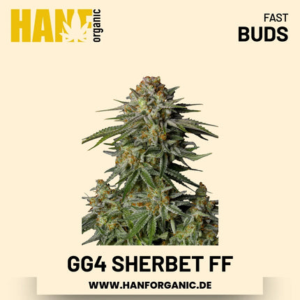 GG4 Sherbet Fast Flowering Hanfsamen von Fast Buds – 3 Samen