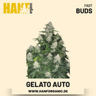 Gelato Autoflower Hanfsamen von Fast Buds – 3 Samen