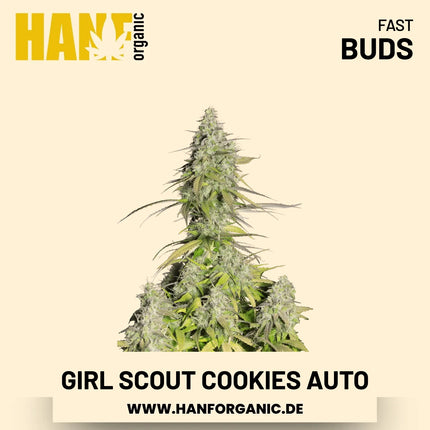 Girl Scout Cookies Autoflower Hanfsamen von Fast Buds – 3 Samen