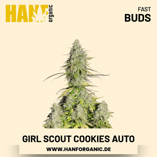 Girl Scout Cookies Autoflower Hanfsamen von Fast Buds – 3 Samen