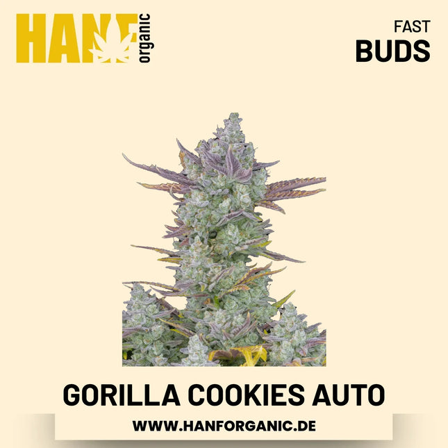 Gorilla Cookies Autoflower Hanfsamen von Fast Buds – 3 Samen