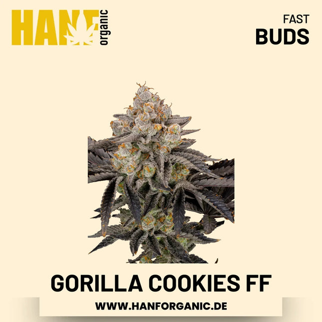 Gorilla Cookies Fast Flowering Hanfsamen von Fast Buds – 3 Samen