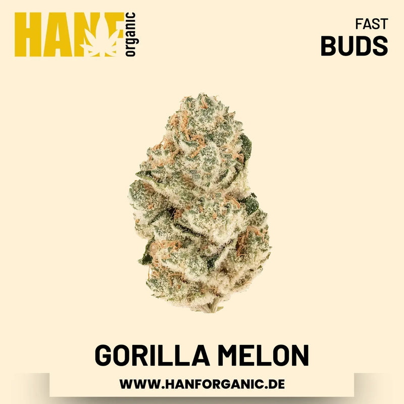 Gorilla Melon feminisiert Hanfsamen von Fast Buds – 3 Samen