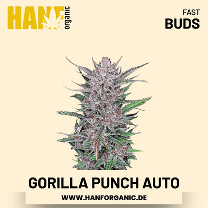 Gorilla Punch Autoflower Hanfsamen von Fast Buds – 3 Samen