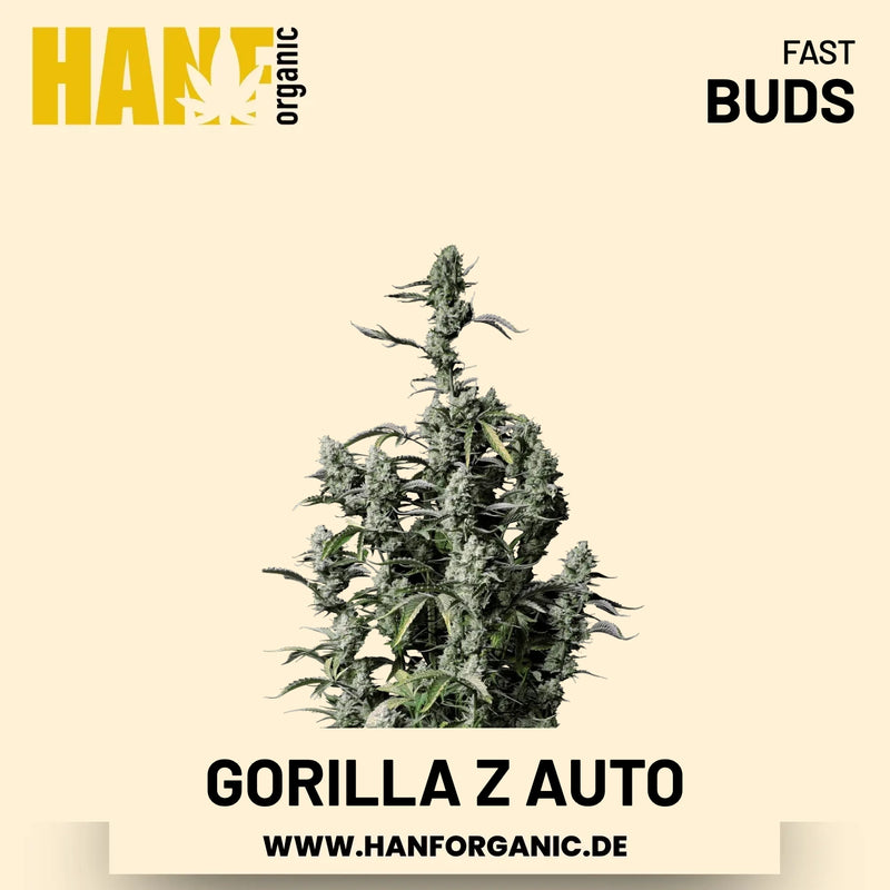 Gorilla Z Autoflower Hanfsamen von Fast Buds – 3 Samen