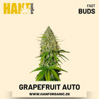 Grapefruit Autoflower Hanfsamen von Fast Buds – 3 Samen