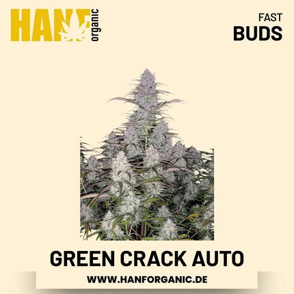 Green Crack Autoflower Hanfsamen von Fast Buds – 3 Samen