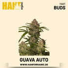 Guava Autoflower Hanfsamen von Fast Buds – 3 Samen
