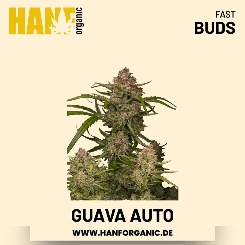 Guava Autoflower Hanfsamen von Fast Buds – 3 Samen