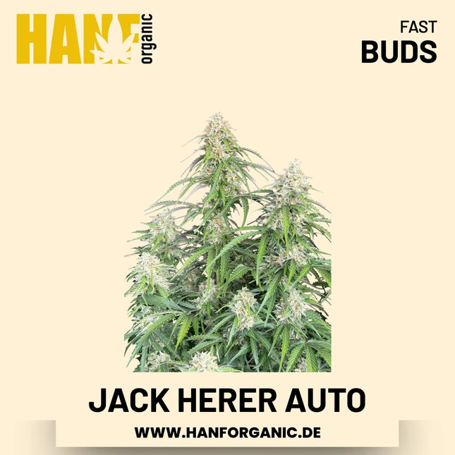 Jack Herer Autoflower Hanfsamen von Fast Buds – 3 Samen