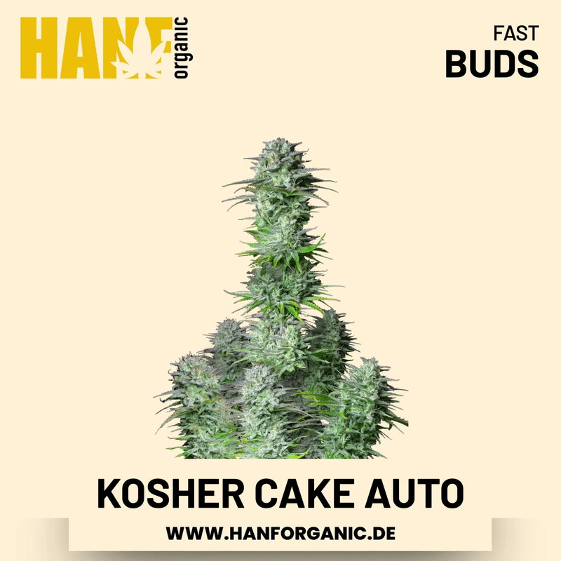 Kosher Cake Autoflower Hanfsamen von Fast Buds – 3 Samen