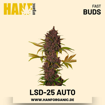 LSD-25 Autoflower Hanfsamen von Fast Buds – 3 Samen