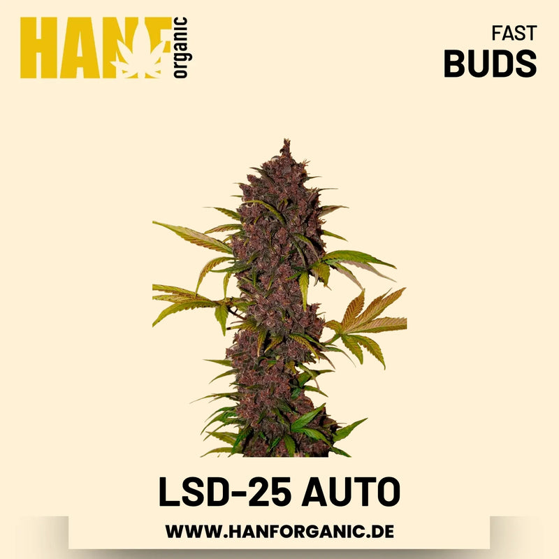 LSD-25 Autoflower Hanfsamen von Fast Buds – 3 Samen