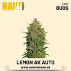 Lemon AK Autoflower Hanfsamen von Fast Buds – 3 Samen