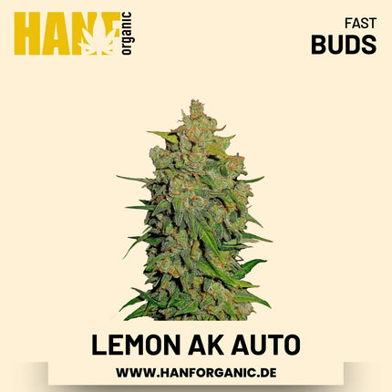 Lemon AK Autoflower Hanfsamen von Fast Buds – 3 Samen