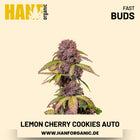 Lemon Cherry Cookies Autoflower Hanfsamen von Fast Buds – 3 Samen