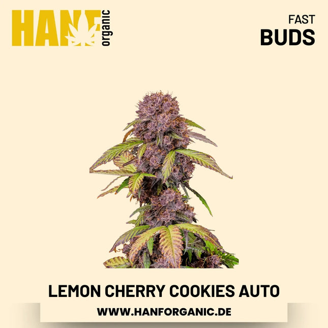 Lemon Cherry Cookies Autoflower Hanfsamen von Fast Buds – 3 Samen