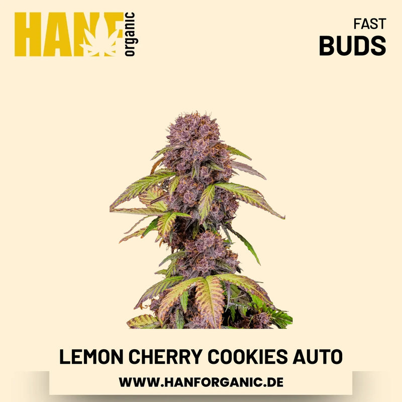 Lemon Cherry Cookies Autoflower Hanfsamen von Fast Buds – 3 Samen