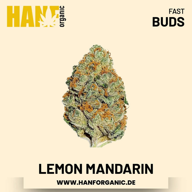 Lemon Mandarin feminisiert Hanfsamen von Fast Buds – 3 Samen