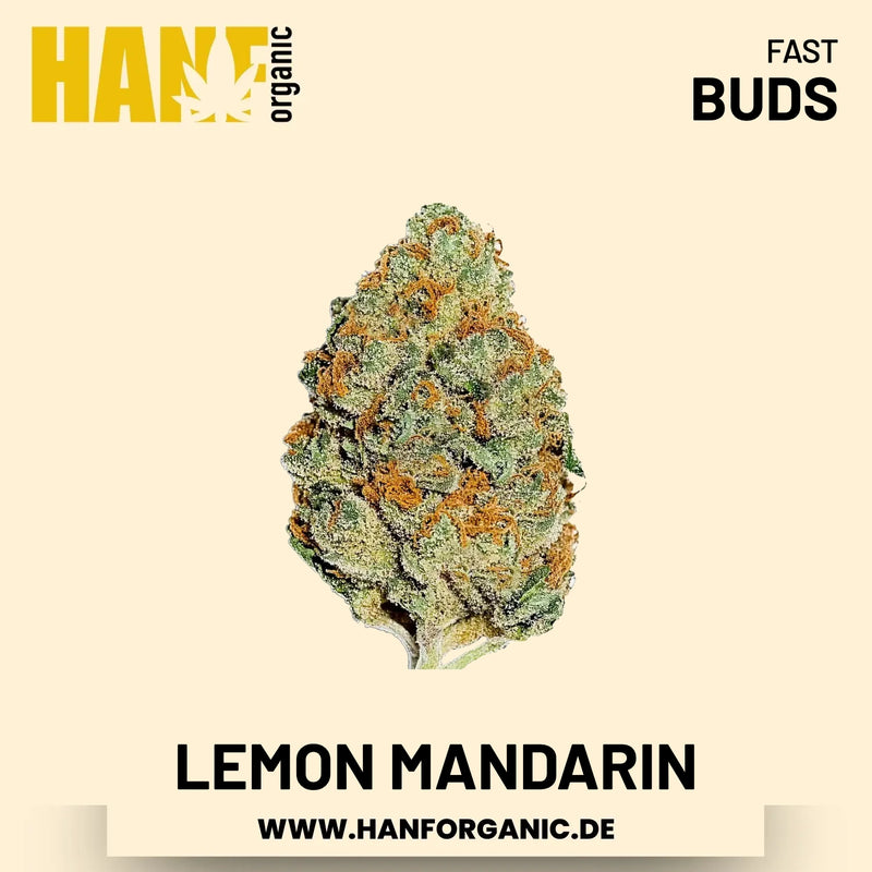 Lemon Mandarin feminisiert Hanfsamen von Fast Buds – 3 Samen
