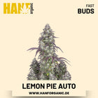 Lemon Pie Autoflower Hanfsamen von Fast Buds – 5 Samen