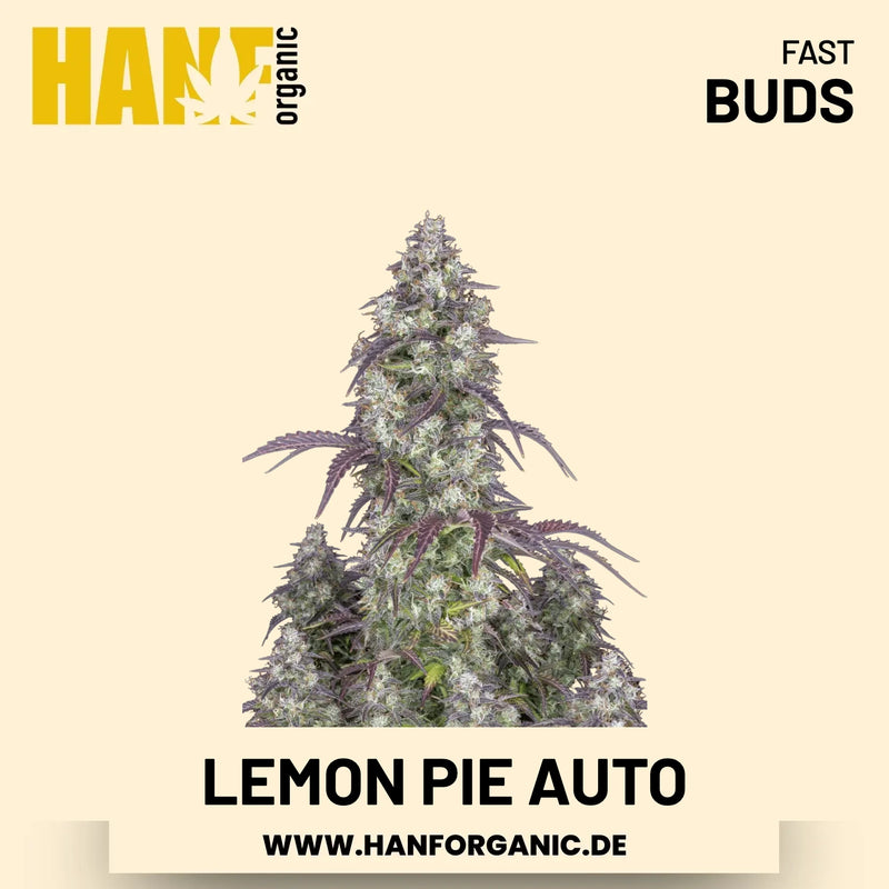 Lemon Pie Autoflower Hanfsamen von Fast Buds – 5 Samen