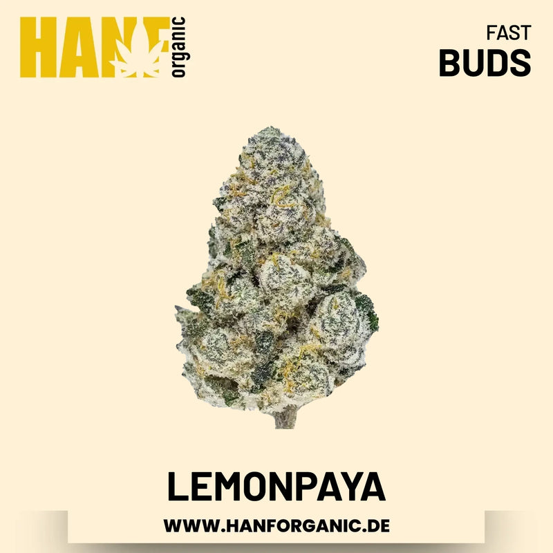Lemonpaya feminisiert Hanfsamen von Fast Buds – 3 Samen