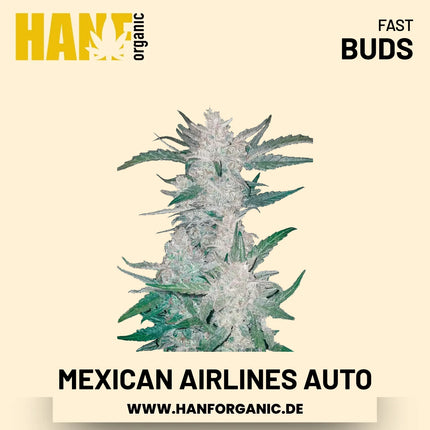 Mexican Airlines Autoflower Hanfsamen von Fast Buds – 3 Samen