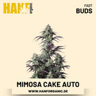 Mimosa Cake Autoflower Hanfsamen von Fast Buds – 3 Samen