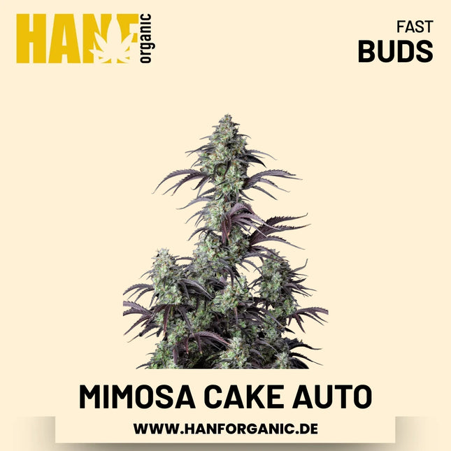 Mimosa Cake Autoflower Hanfsamen von Fast Buds – 3 Samen